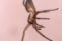 La Tgnaire des champs. Une femelle (Araneae - Agelenidae - Eratigena agrestis)